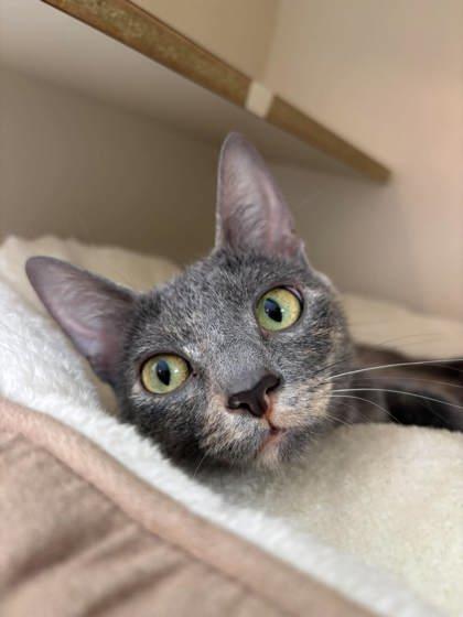 Enlarge Smoke, a Adoptable mixed breed in Scottsbluff, NE image 2/3
