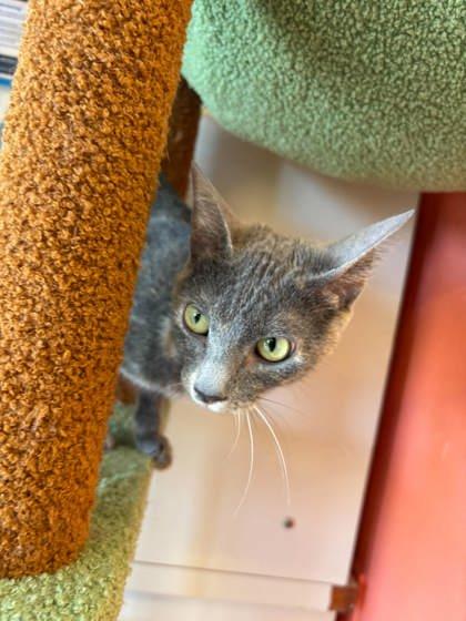 Enlarge Smoke, a Adoptable mixed breed in Scottsbluff, NE image 3/3