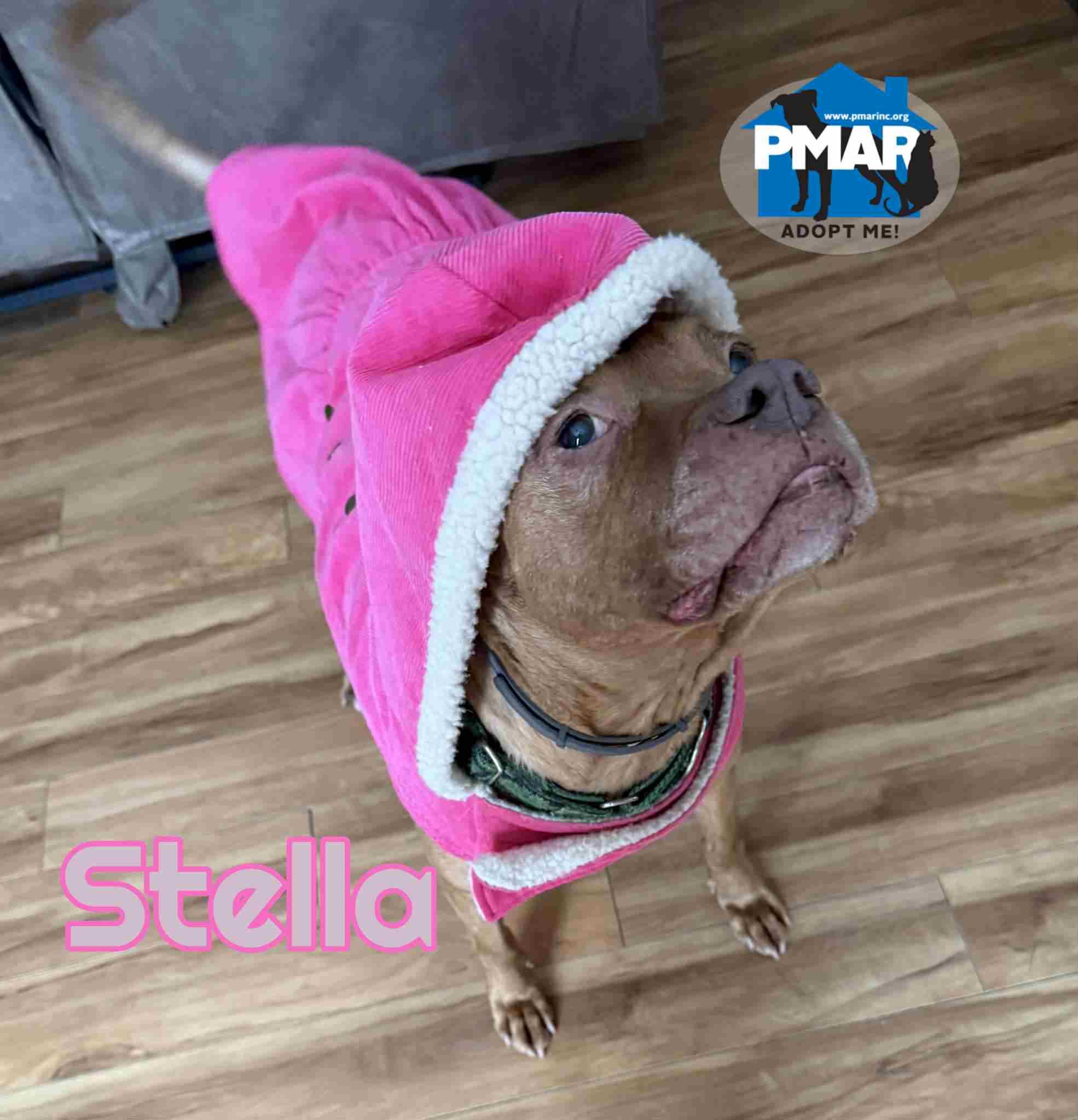Stella, a Adoptable mixed breed in Masonville, NY image 1/6