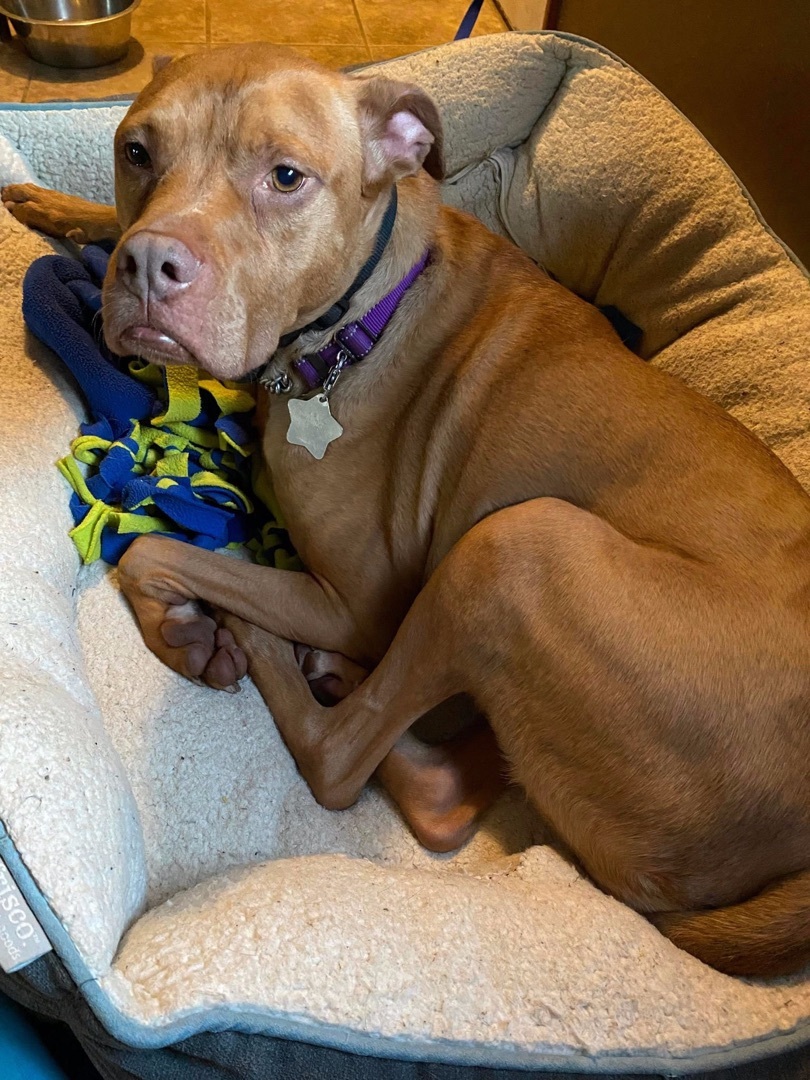 Stella, a Adoptable mixed breed in Masonville, NY image 4/6