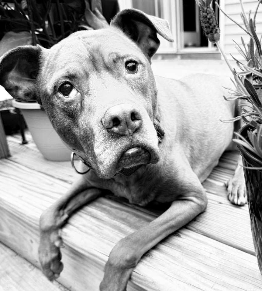 Stella, a Adoptable mixed breed in Masonville, NY image 3/6