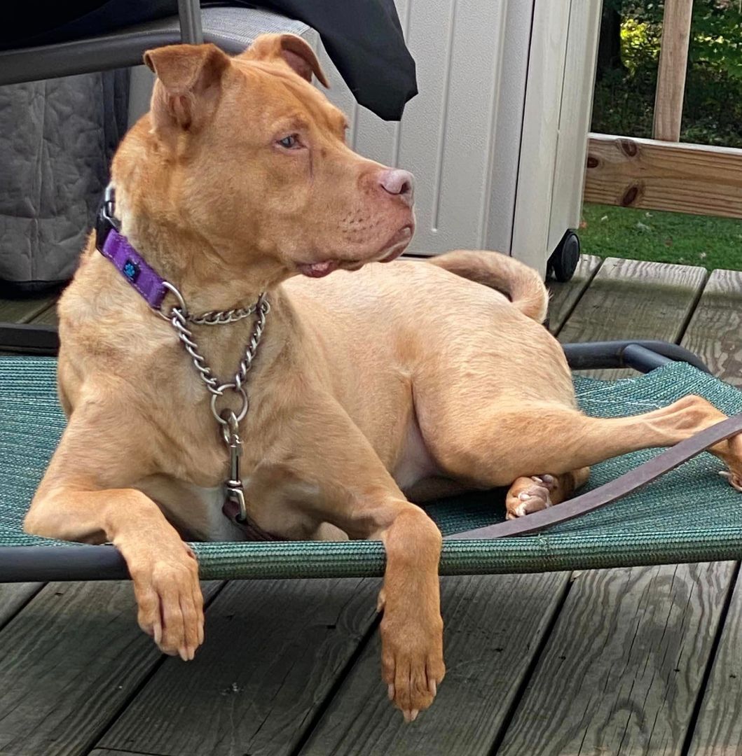 Stella, a Adoptable mixed breed in Masonville, NY image 5/6