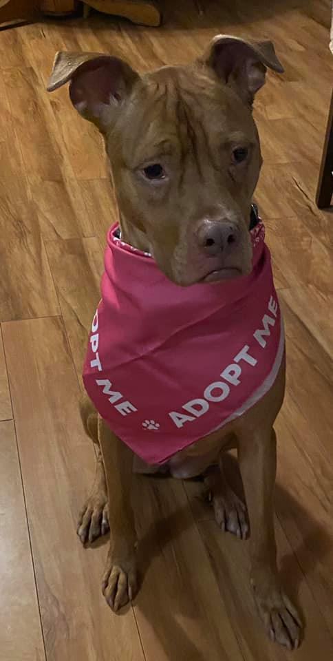 Stella, a Adoptable mixed breed in Masonville, NY image 6/6