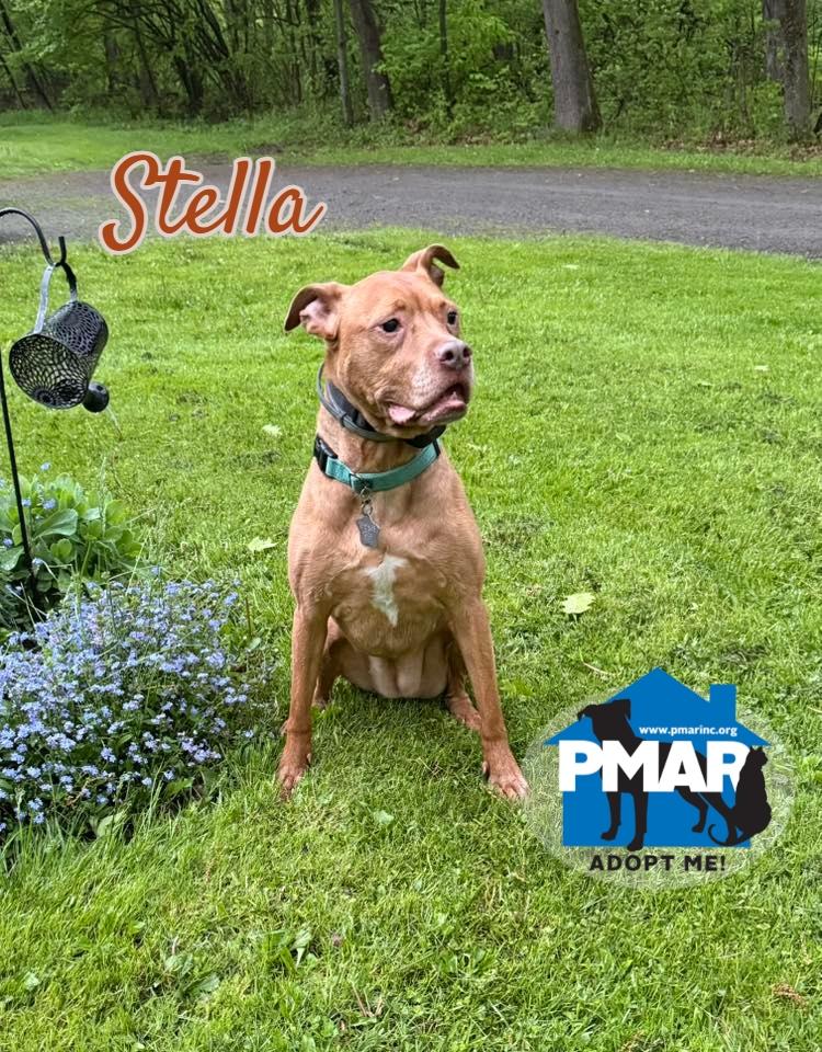 Stella, Adoptable, Adult Female Pit Bull Terrier.