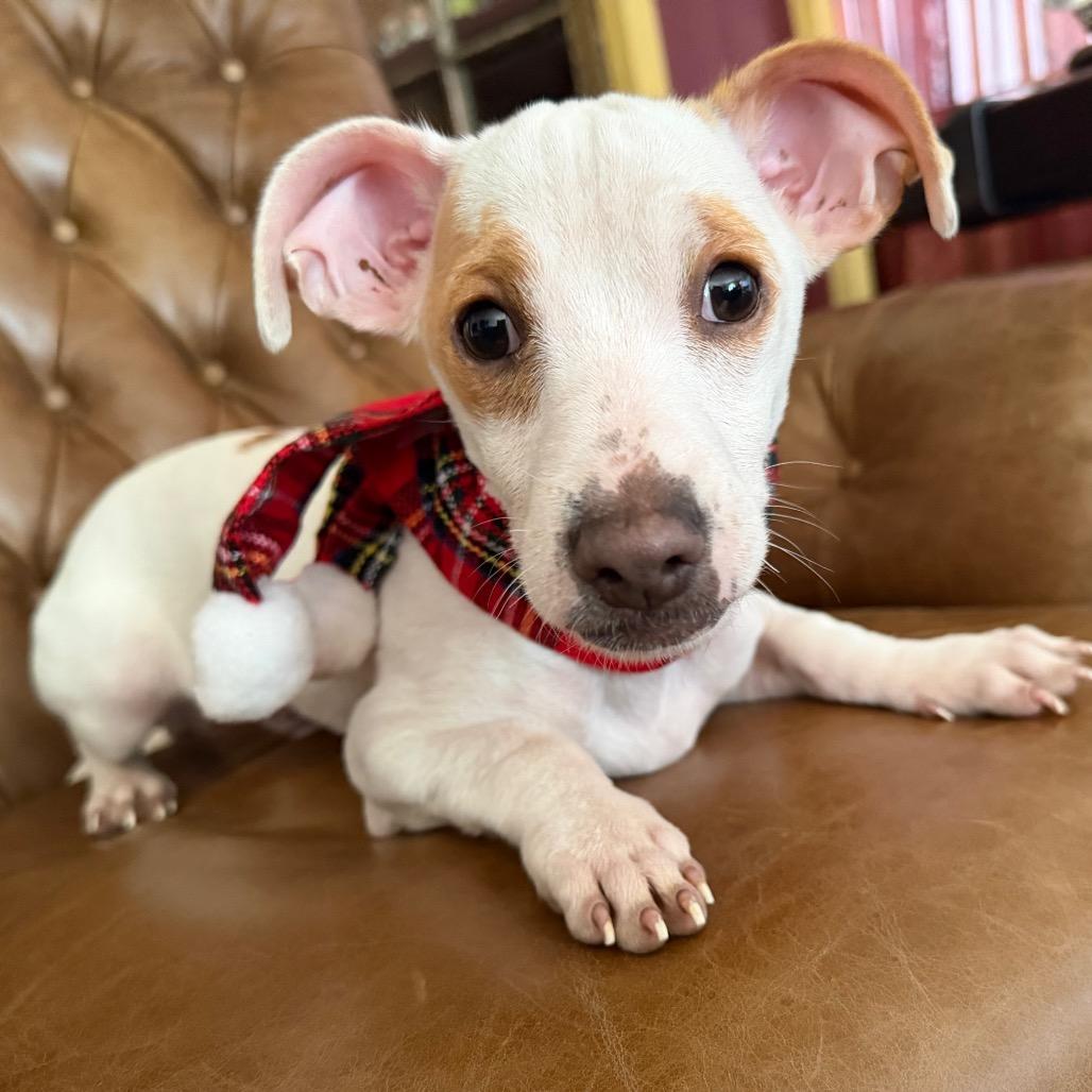 Wilbur, Adoptable, Puppy Male Jack Russell Terrier.