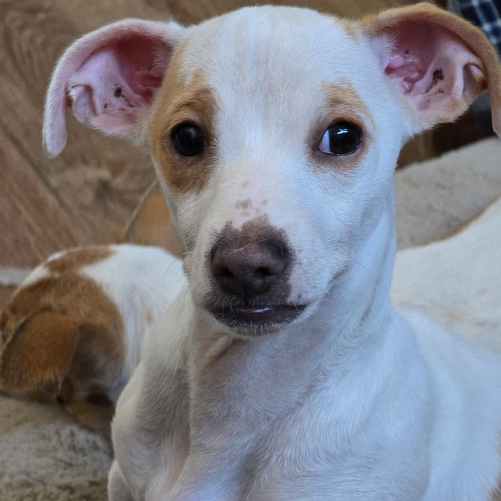 Enlarge Wilbur, a Adoptable Jack Russell Terrier in Long Beach, CA image 2/3