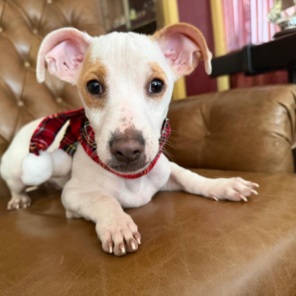 Enlarge Wilbur, a Adoptable Jack Russell Terrier in Long Beach, CA image 3/3