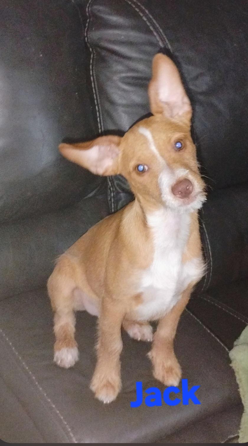 Jack, adopted, Puppy Male Jack Russell Terrier & Miniature Pinscher.