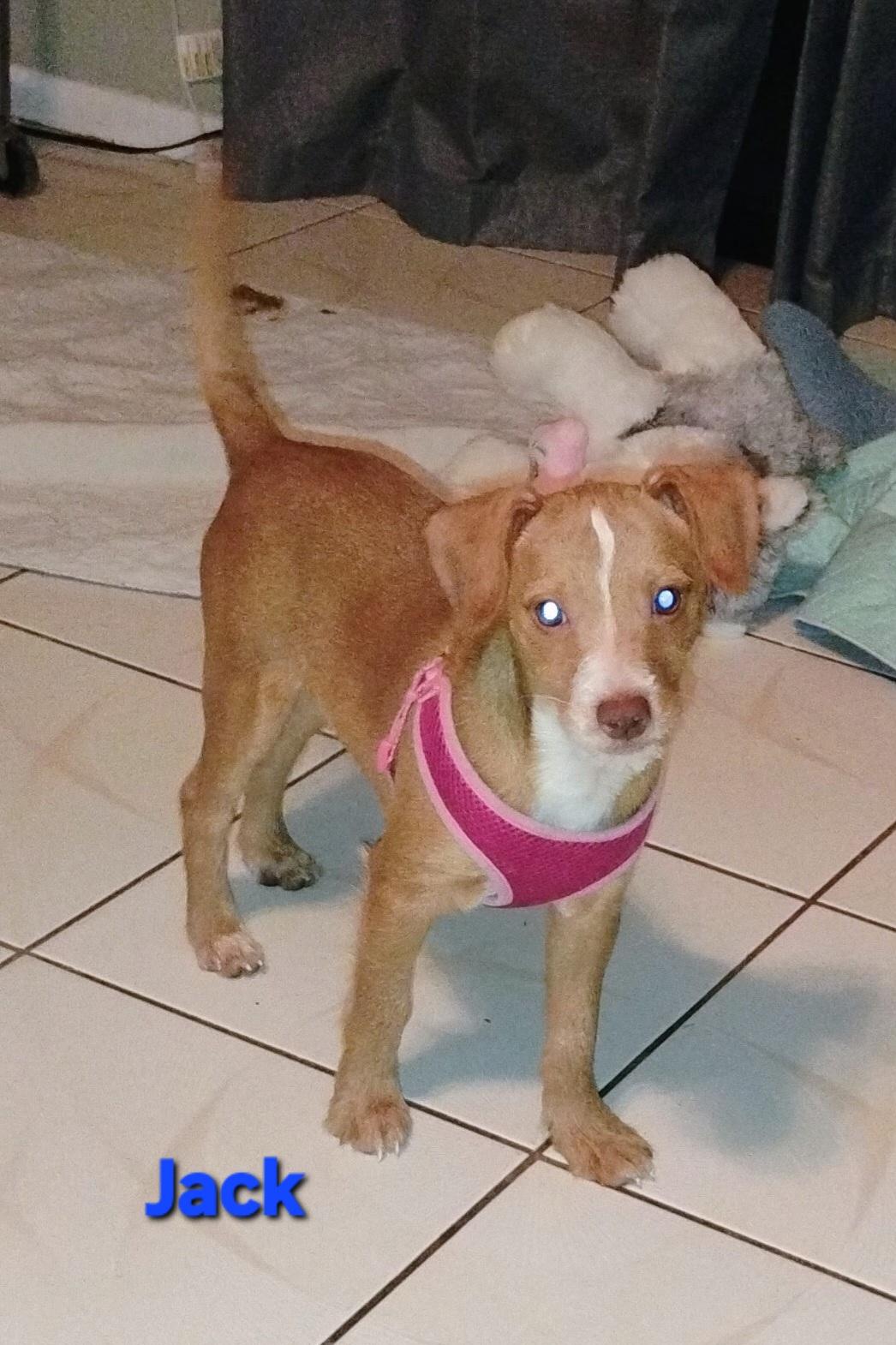 Enlarge Jack, a ADOPTABLE mixed breed in New Port Richey, FL image 1/1