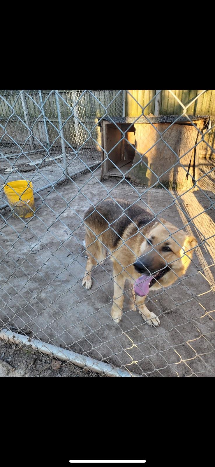 Zaria, Adoptable, Adult Female German Shepherd Dog.