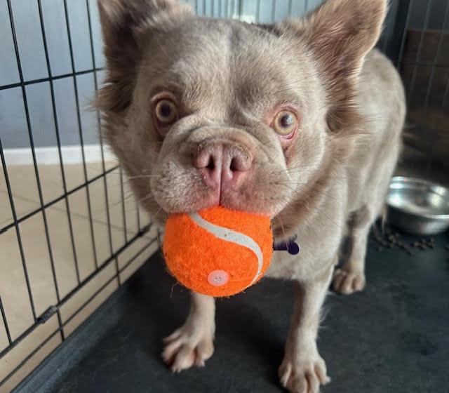 Nube, a ADOPTABLE French Bulldog in Las Vegas, NV image 1/2