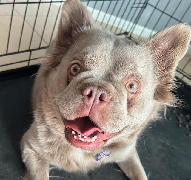 Nube, a ADOPTABLE French Bulldog in Las Vegas, NV image 2/2