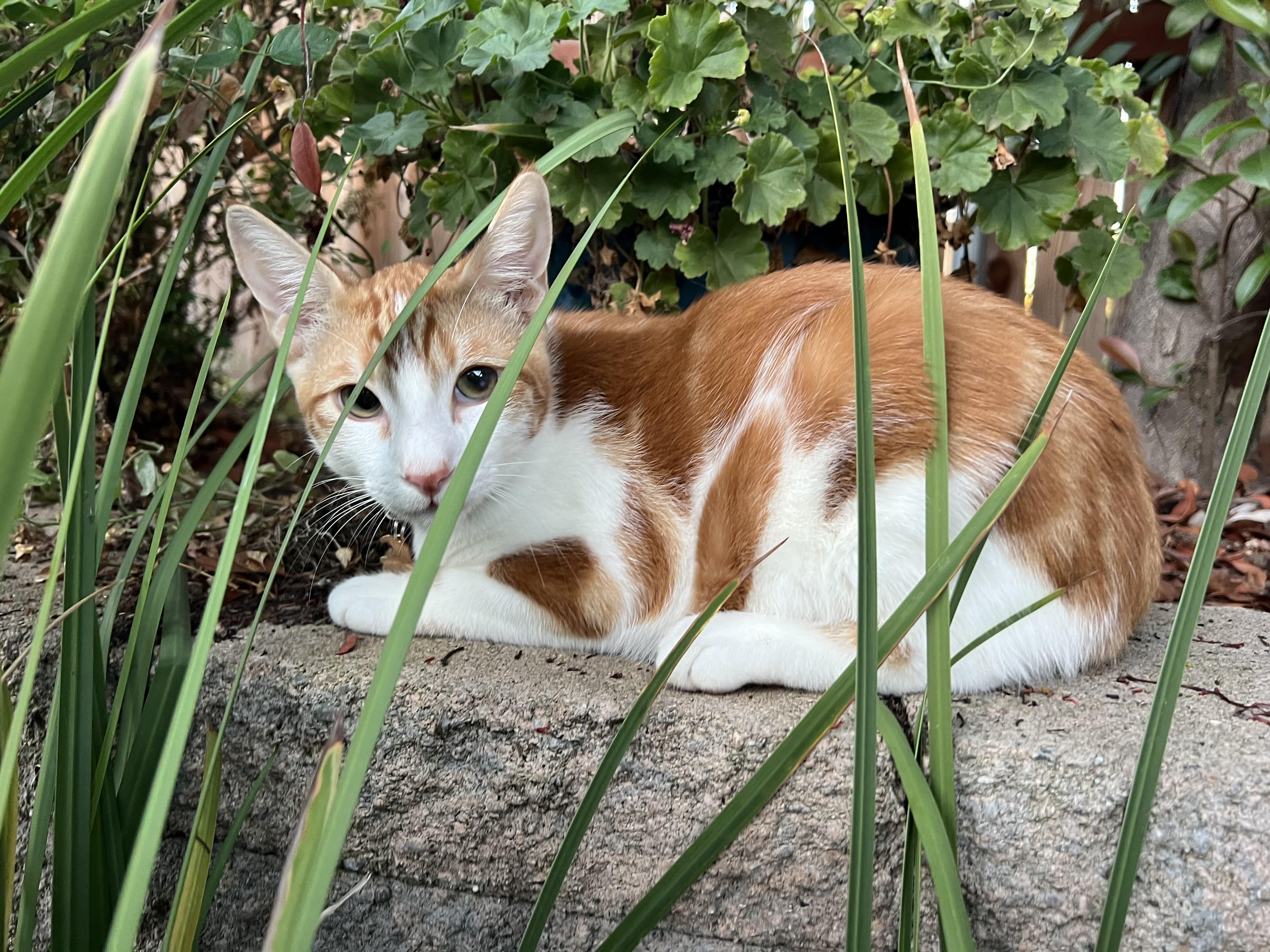 Todd, Adoptable, Young Male Domestic Short Hair.