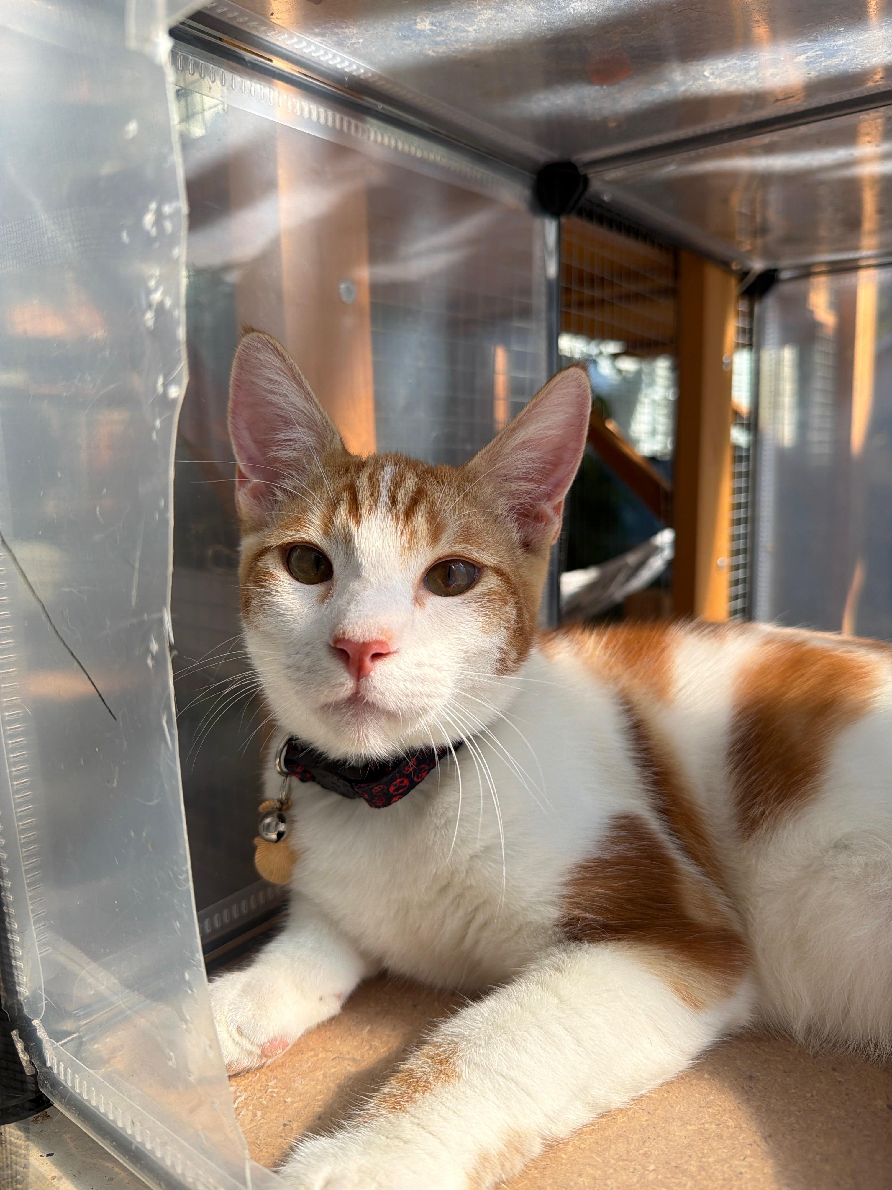 Enlarge Todd, a Adoptable Domestic Short Hair in Penryn, CA image 2/3