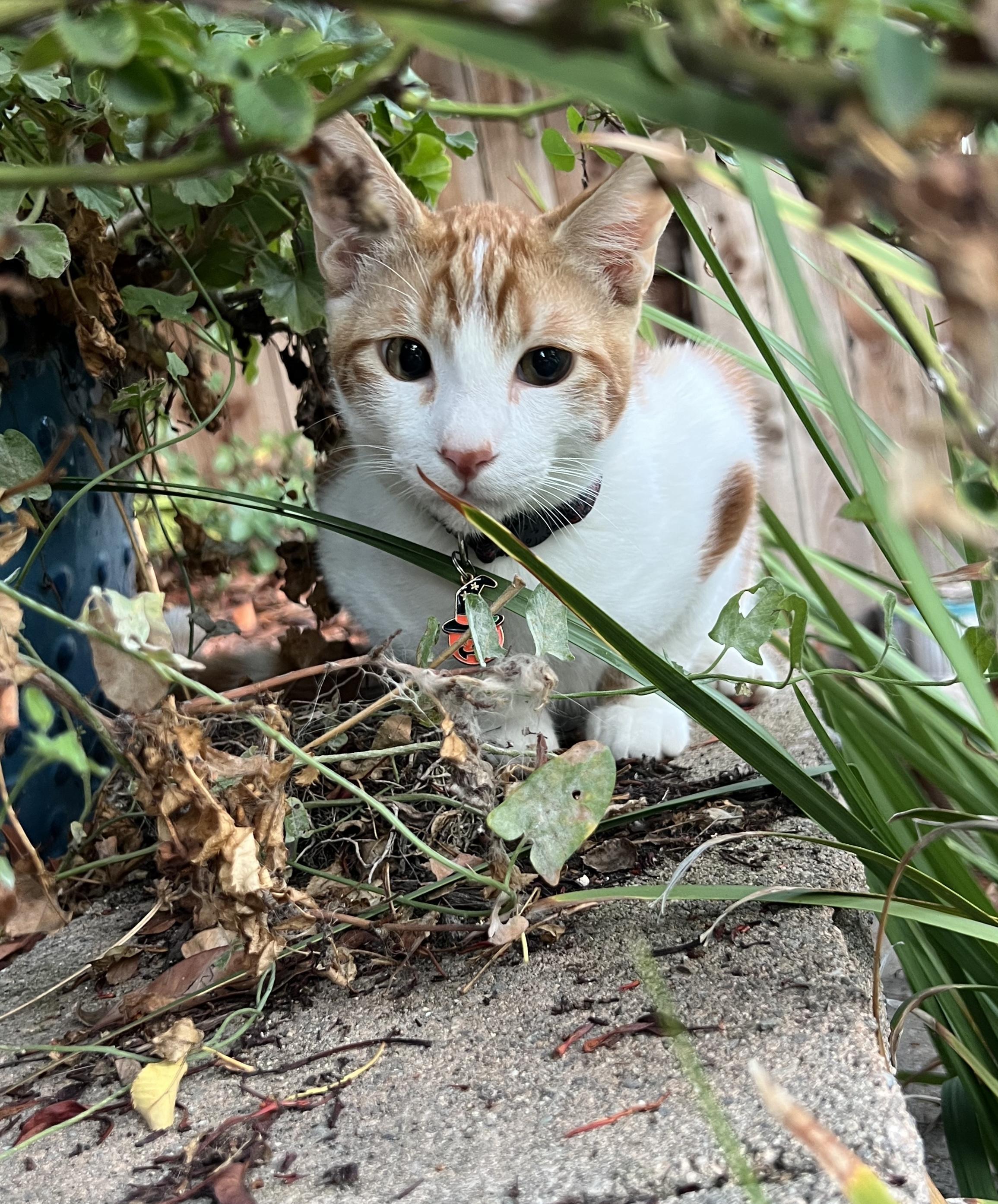 Enlarge Todd, a Adoptable Domestic Short Hair in Penryn, CA image 3/3