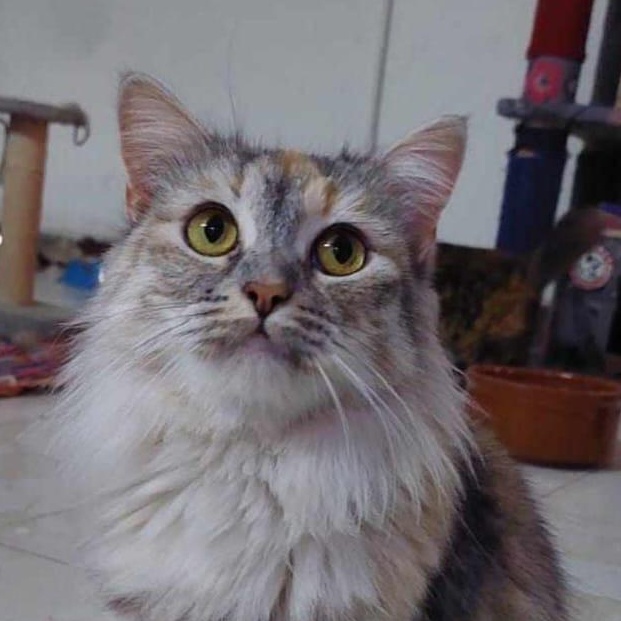 Amar, Adult Female Dilute Calico