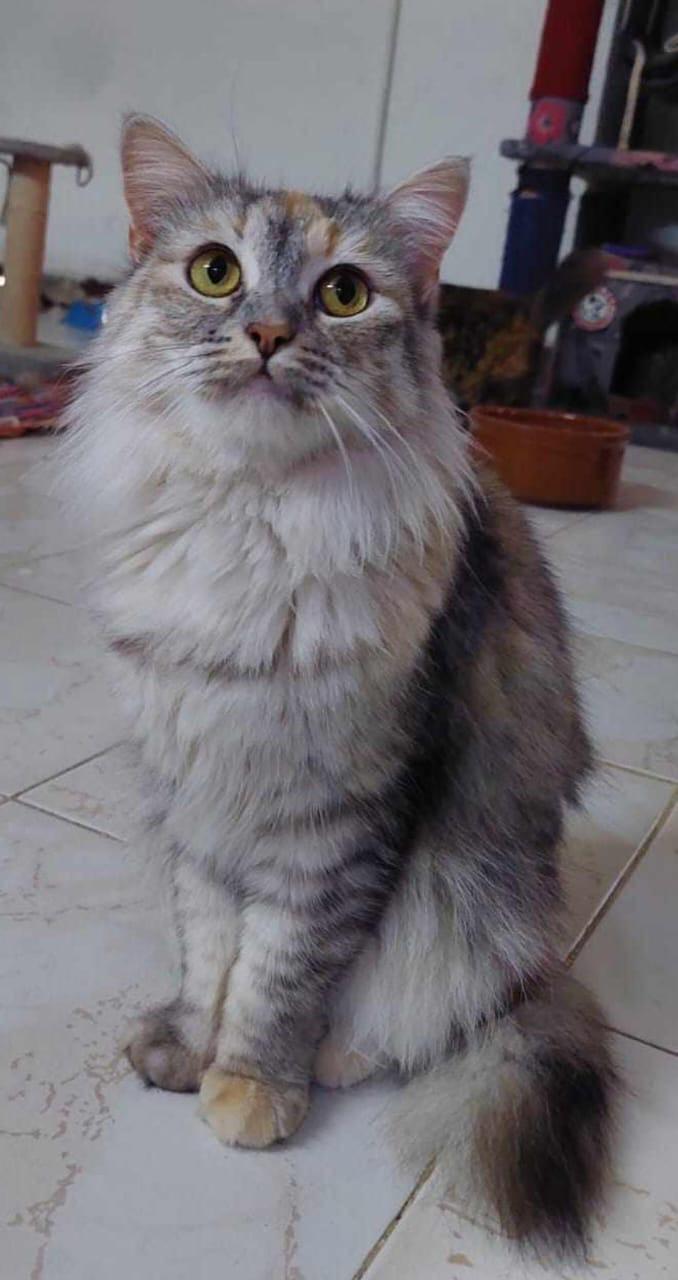 Enlarge Amar, a Adoptable mixed breed in Brampton, ON image 2/2