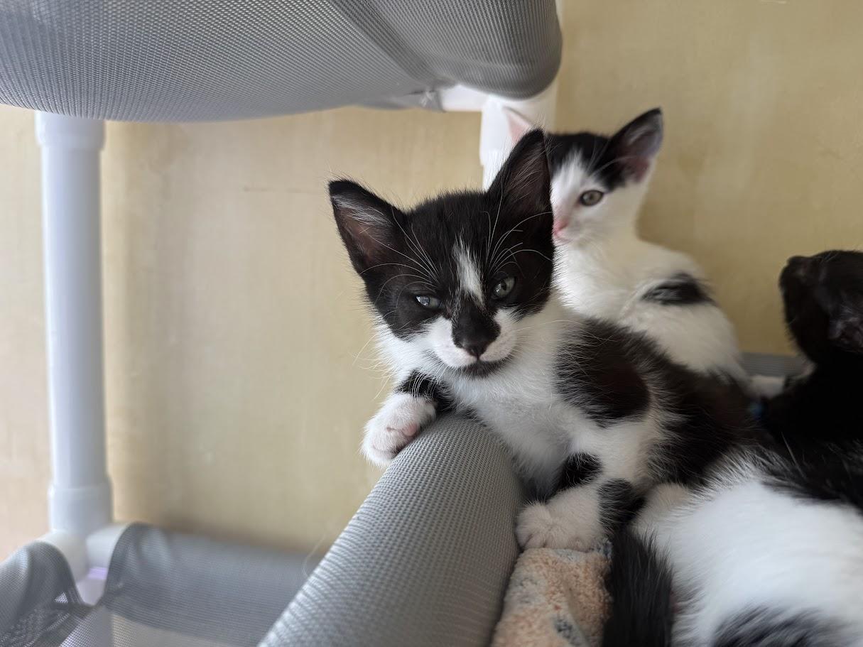 Enlarge Hondo, a Adoptable Domestic Short Hair in Berkeley, CA image 1/5