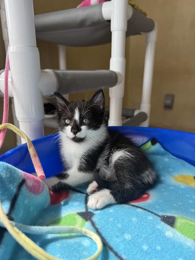 Enlarge Hondo, a Adoptable Domestic Short Hair in Berkeley, CA image 5/5