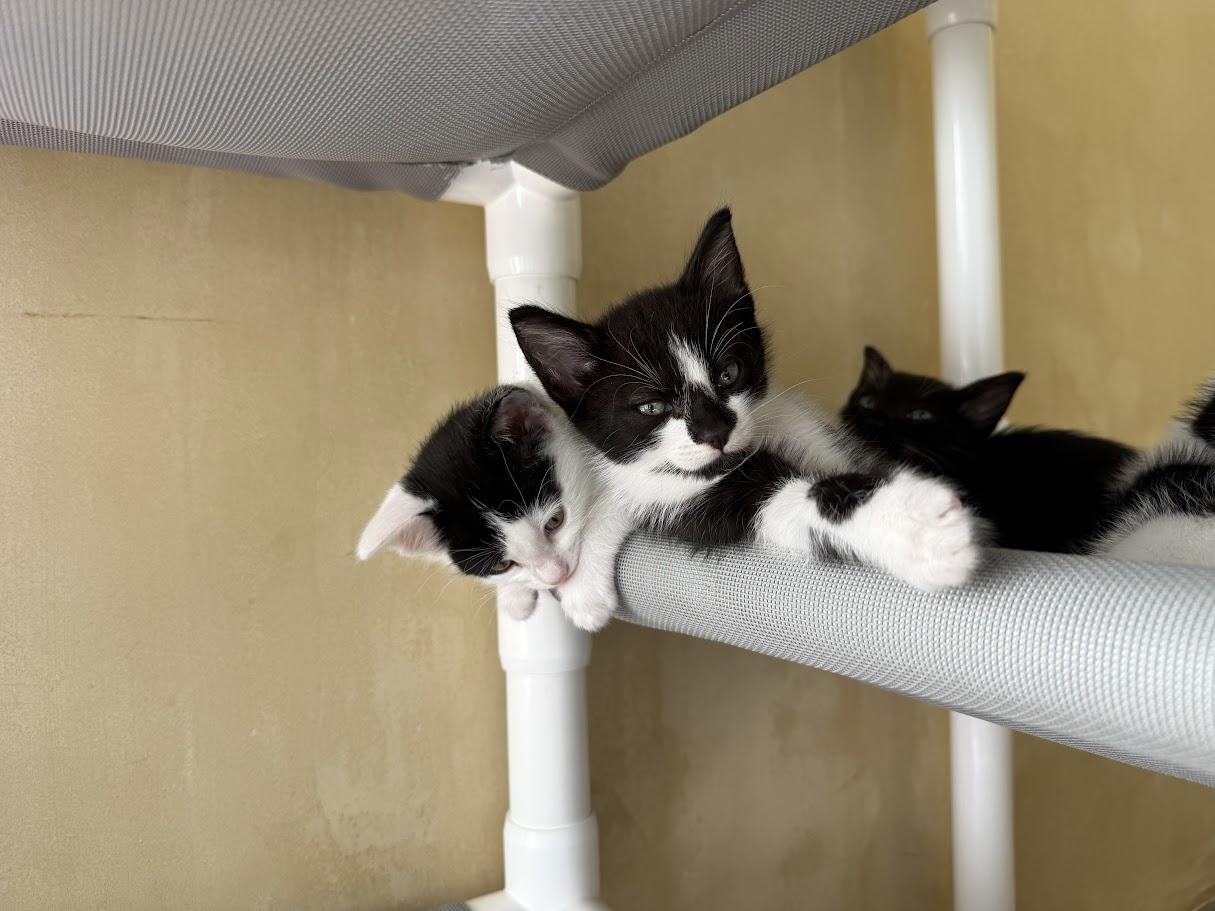 Enlarge Hondo, a Adoptable Domestic Short Hair in Berkeley, CA image 3/5