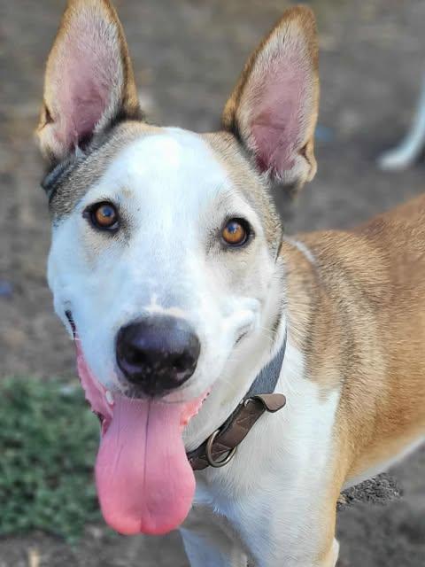 Kentucky, a Adoptable mixed breed in Baltimore, MD image 2/6