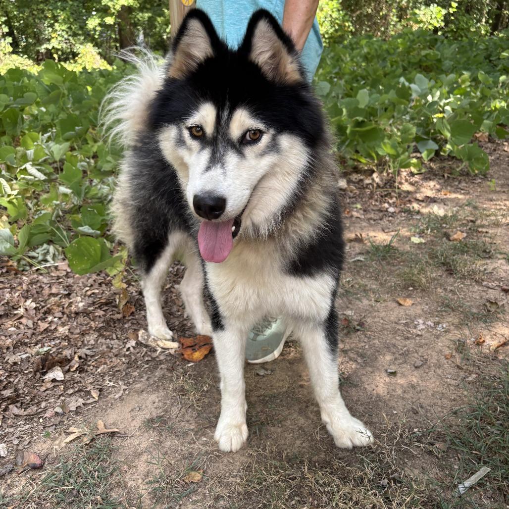 Enlarge Lux 26-0694, a Adoptable Husky in Yanceyville, NC image 1/5