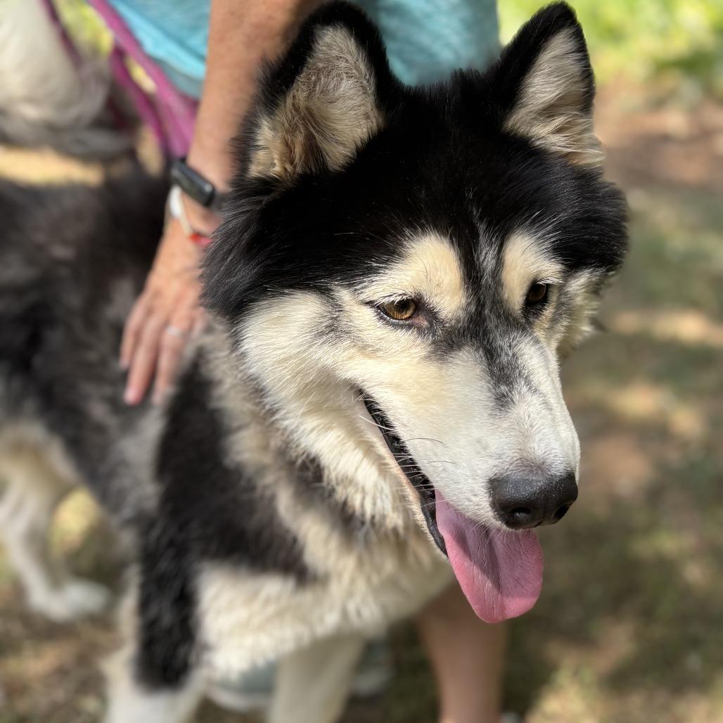 Enlarge Lux 26-0694, a Adoptable Husky in Yanceyville, NC image 2/5