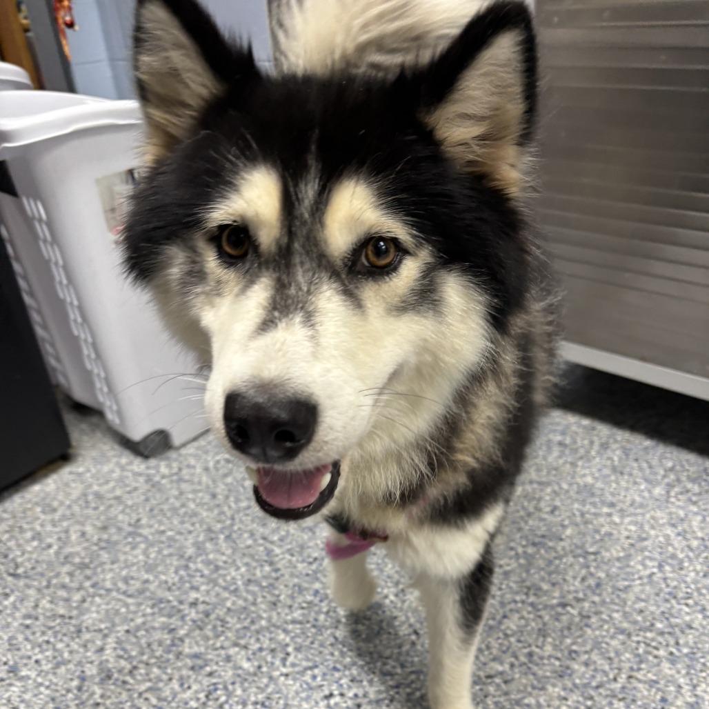 Enlarge Lux 26-0694, a Adoptable Husky in Yanceyville, NC image 3/5