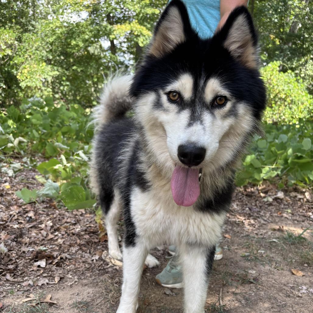 Enlarge Lux 26-0694, a Adoptable Husky in Yanceyville, NC image 4/5