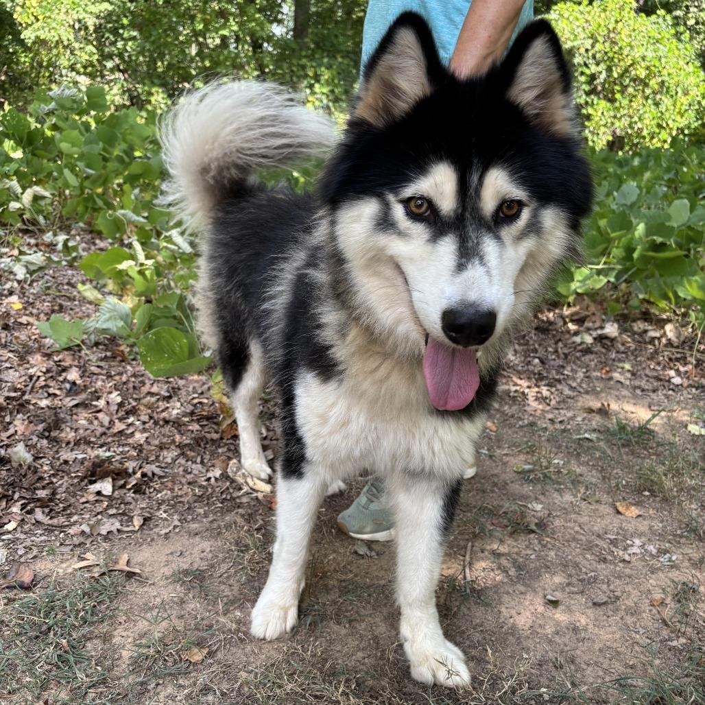 Enlarge Lux 26-0694, a Adoptable Husky in Yanceyville, NC image 5/5