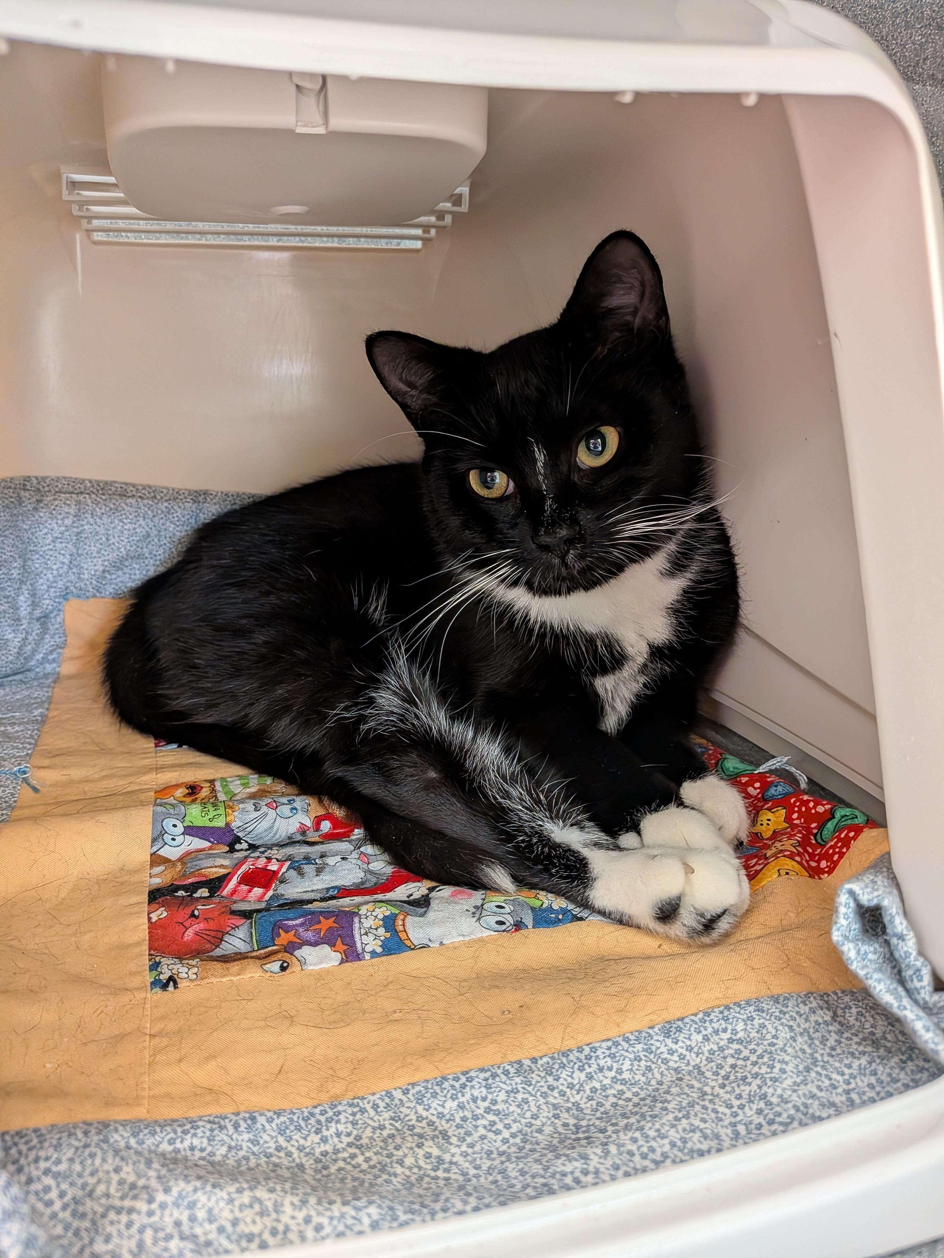 Friedrich, adopted, Young Male Domestic Short Hair.
