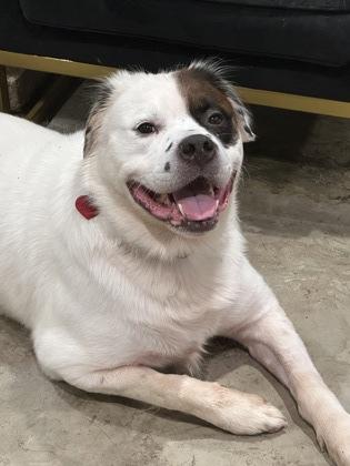 Enlarge Parches, a Adoptable mixed breed in Fort Worth, TX image 3/3