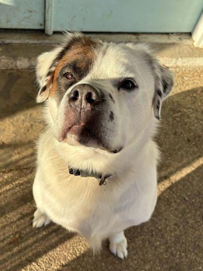 Parches, a Adoptable mixed breed in Fort Worth, TX image 2/3