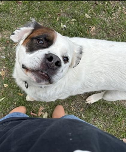Parches, Adoptable, Adult Male Great Pyrenees & Mixed Breed.