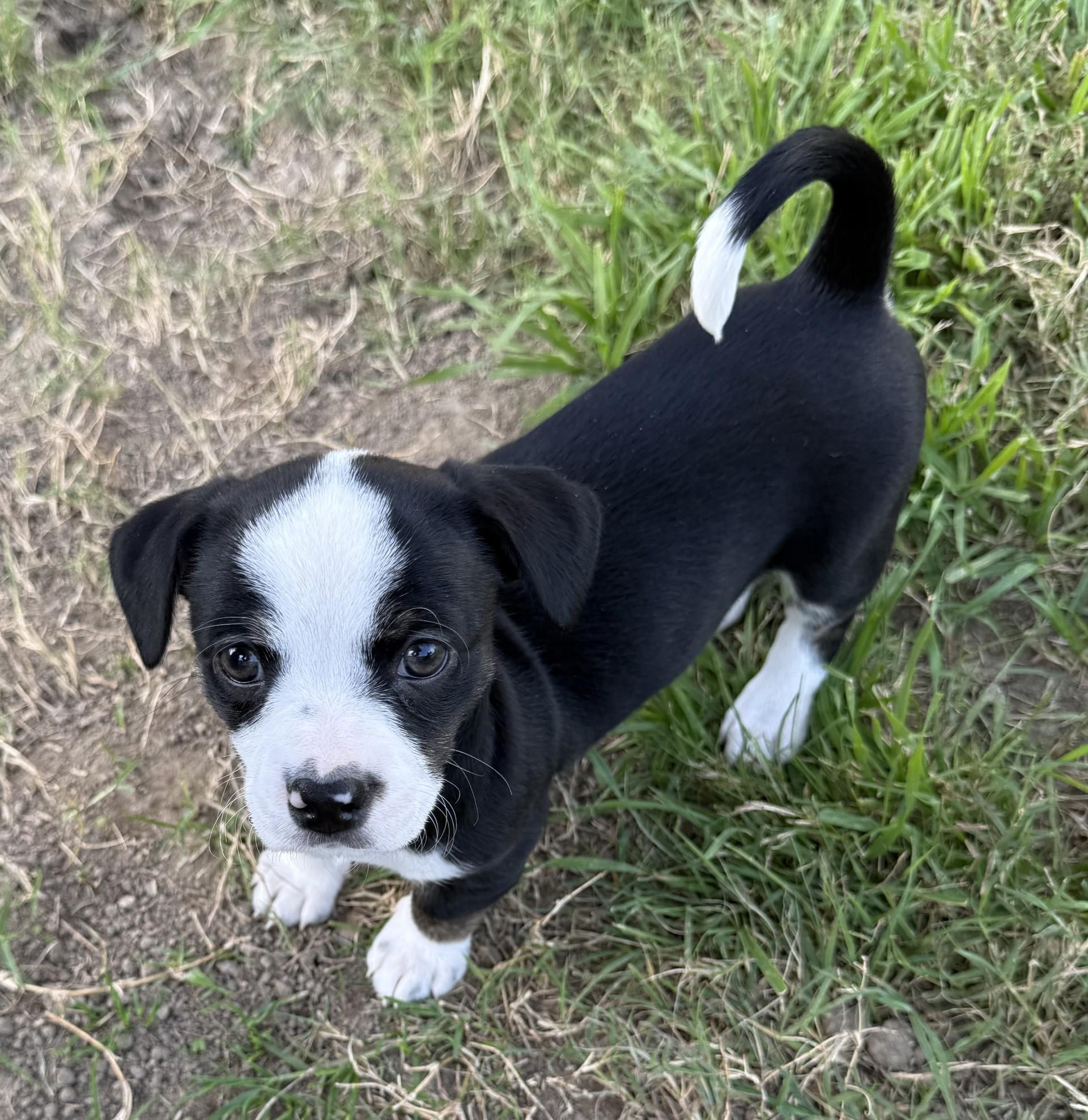 Enlarge Sophie's Zuko, an adoptable mixed breed in Los Alamitos, CA image 3/6