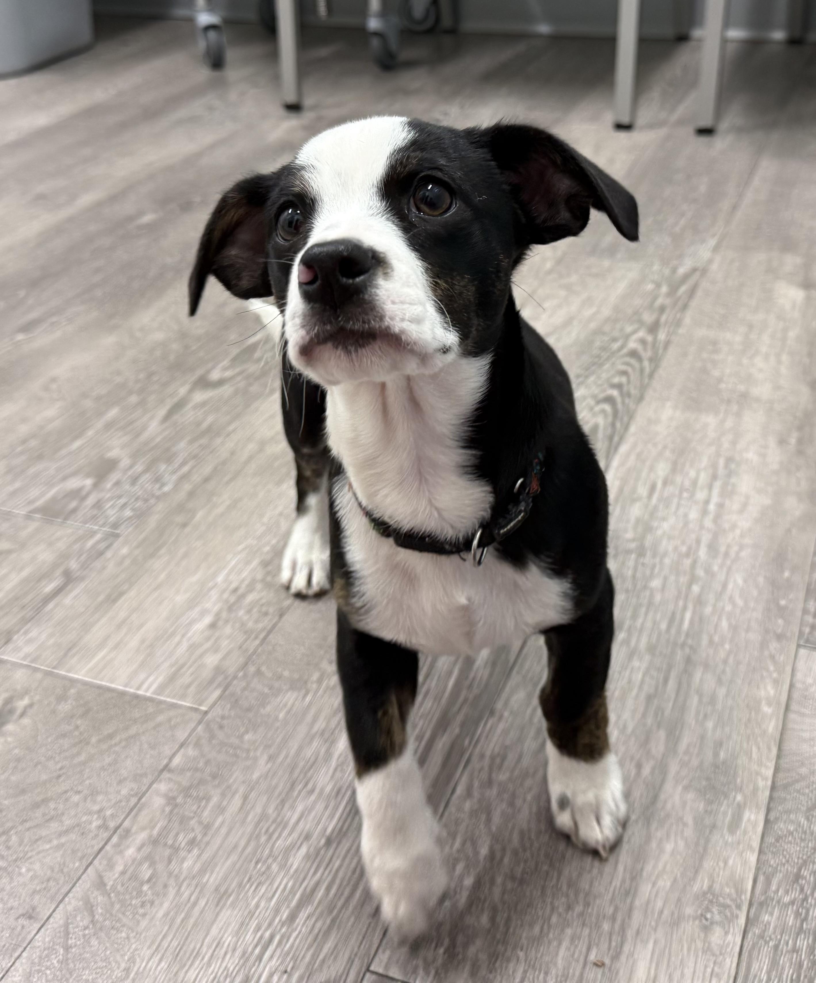 Enlarge Sophie's Zuko, an adoptable mixed breed in Los Alamitos, CA image 5/6