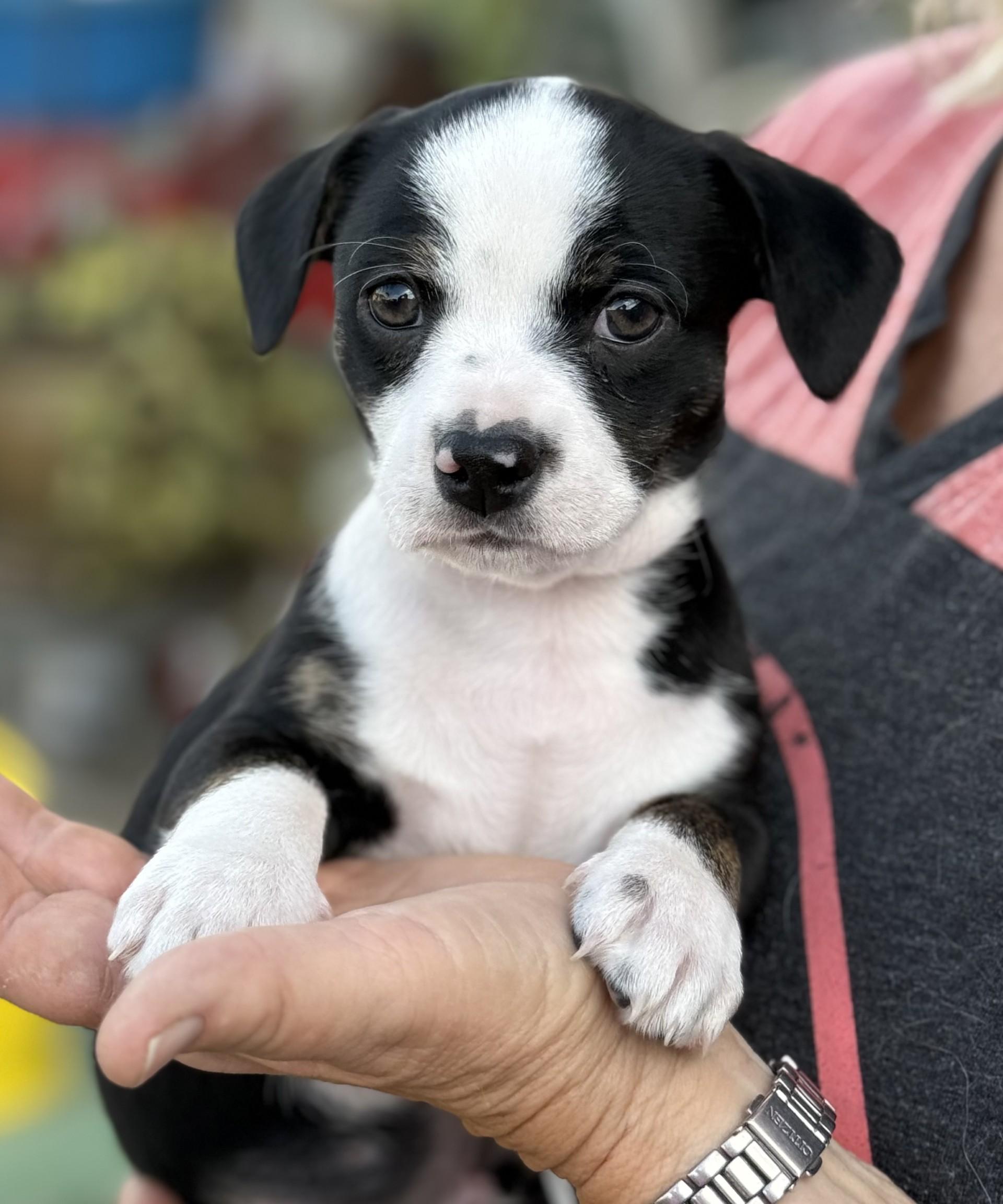 Enlarge Sophie's Zuko, an adoptable mixed breed in Los Alamitos, CA image 2/6