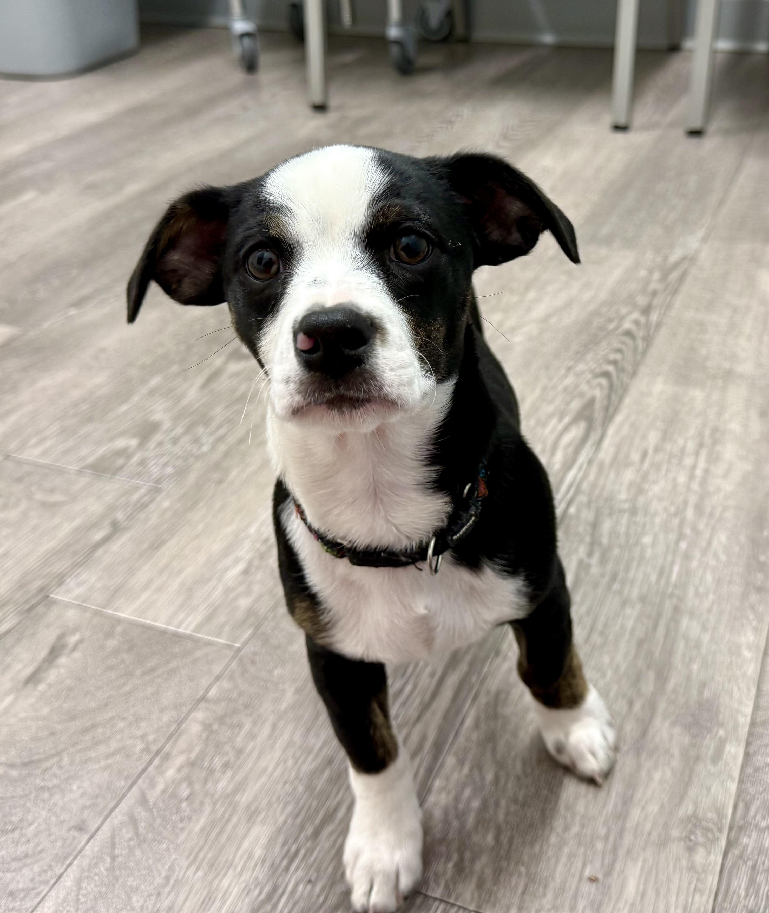 Enlarge Sophie's Zuko, an adoptable mixed breed in Los Alamitos, CA image 6/6