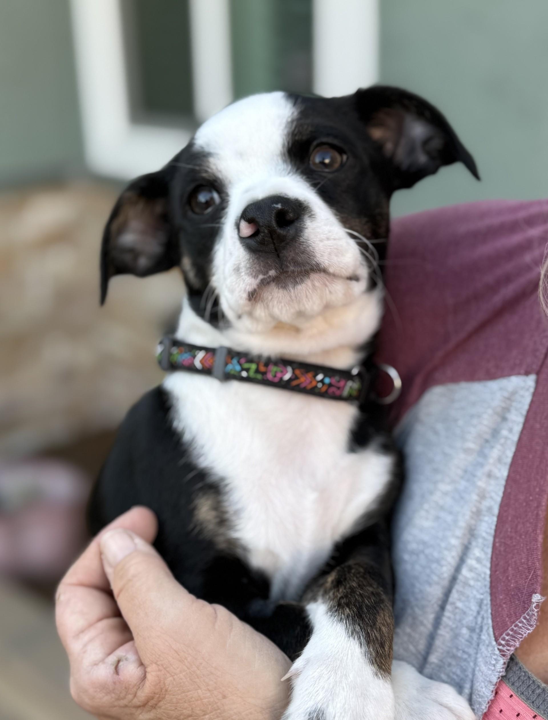 Enlarge Sophie's Zuko, an adoptable mixed breed in Los Alamitos, CA image 5/6