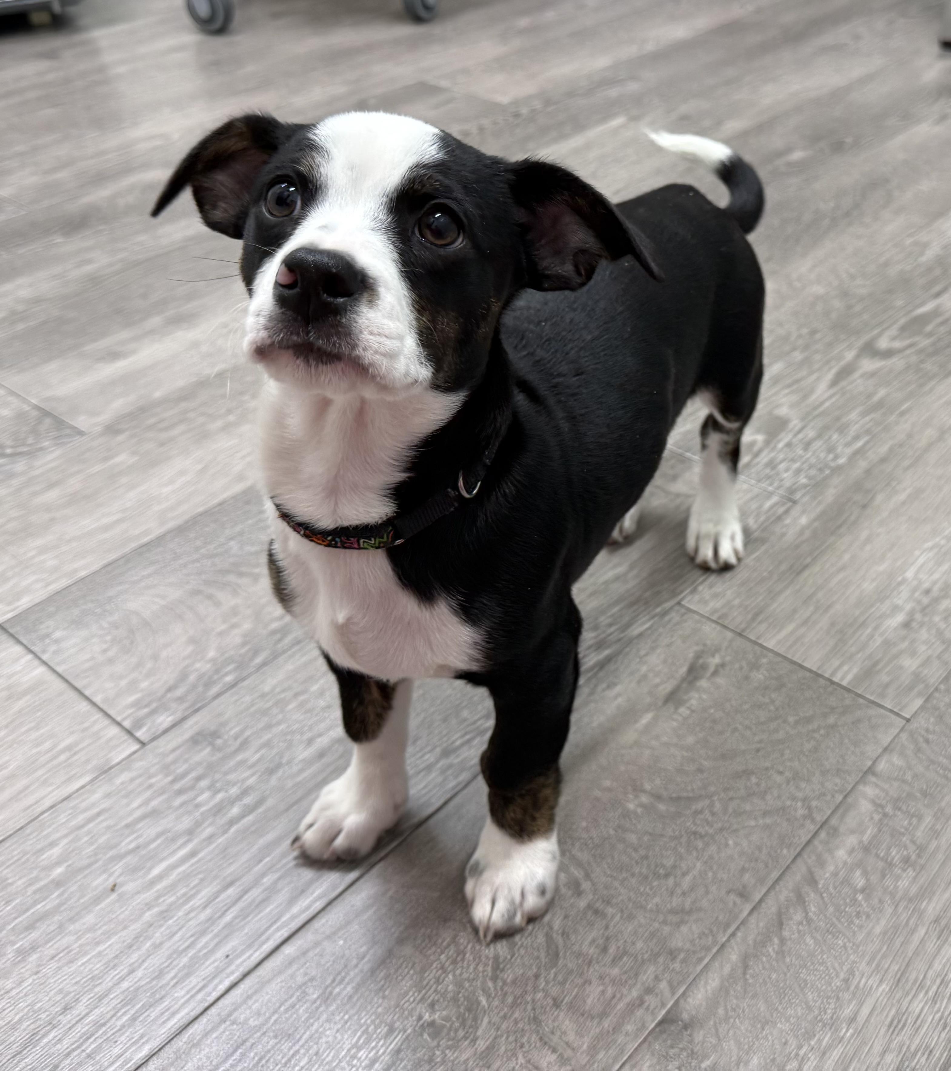 Sophie's Zuko, adoptable, Puppy Male Dachshund & Spaniel.