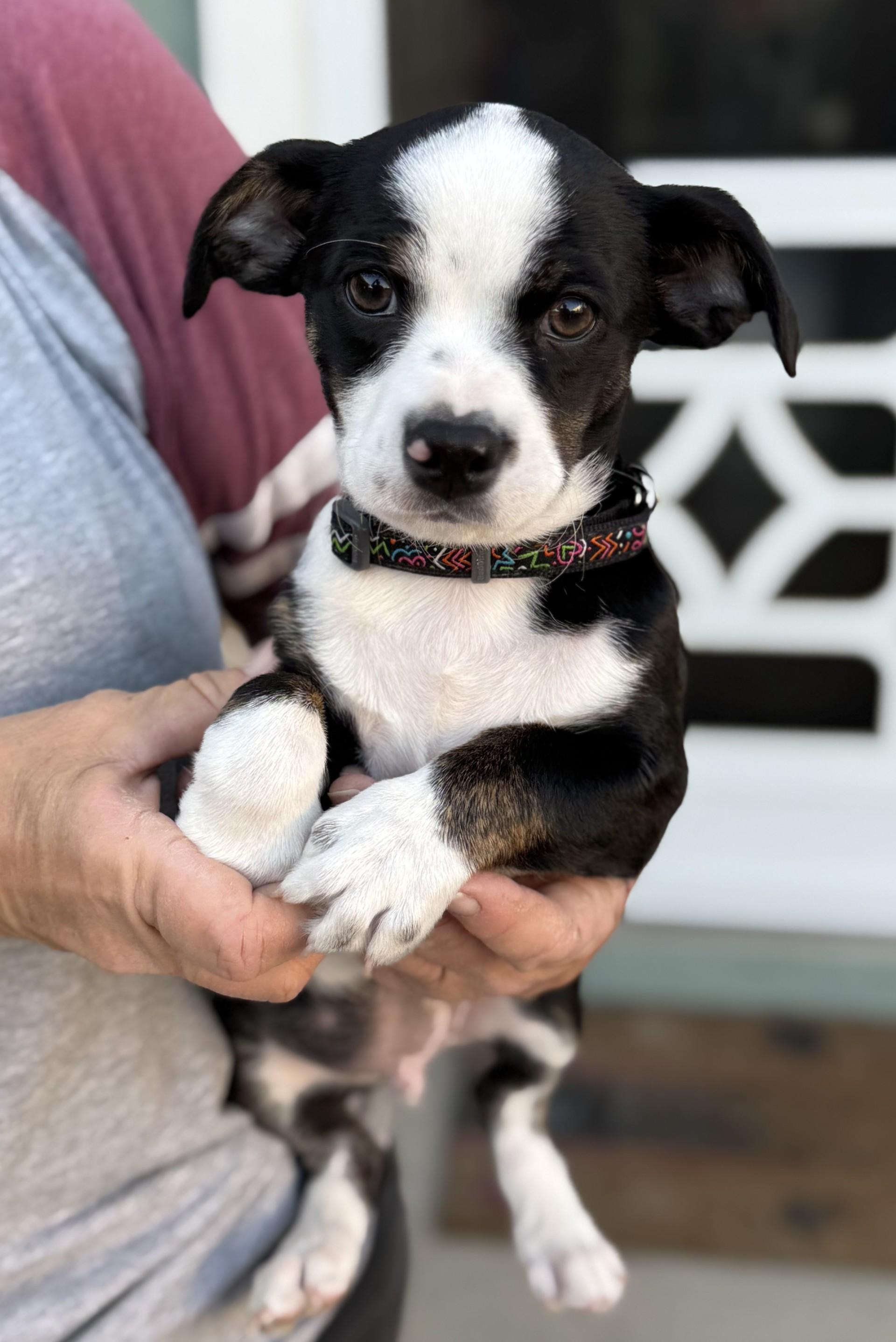 Enlarge Sophie's Zuko, an adoptable mixed breed in Los Alamitos, CA image 6/6