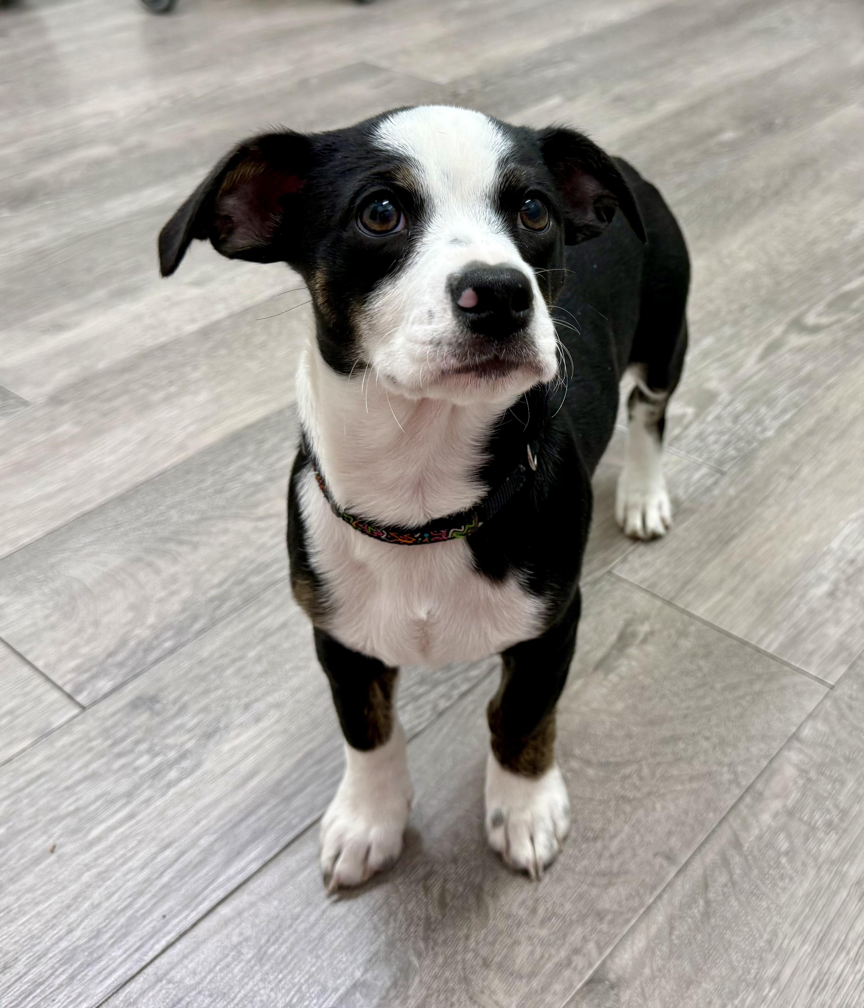 Enlarge Sophie's Zuko, an adoptable mixed breed in Los Alamitos, CA image 2/6