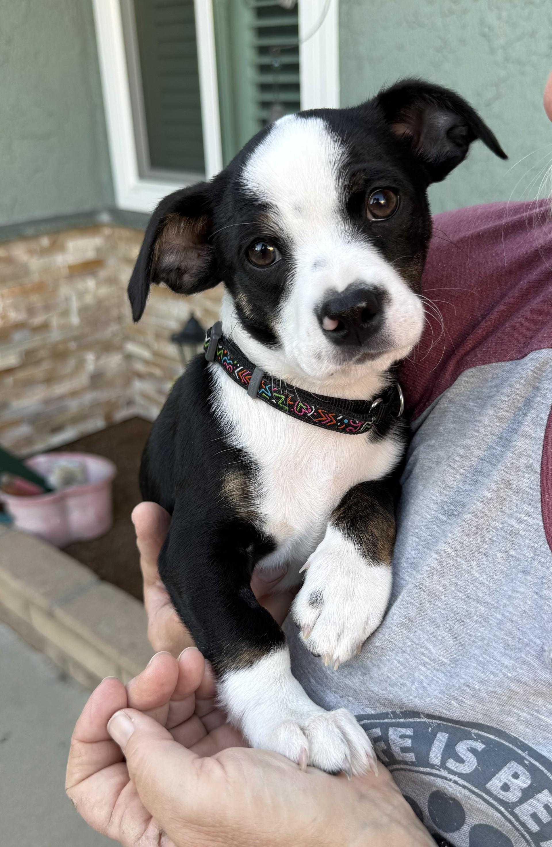 Enlarge Sophie's Zuko, an adoptable mixed breed in Los Alamitos, CA image 1/6