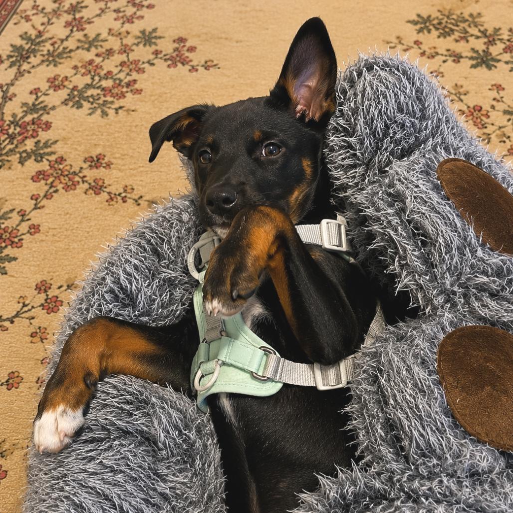 Rico Suave, Adoptable, Puppy Male Shepherd & Australian Kelpie.