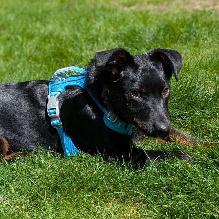 Enlarge Rico Suave, a Adoptable mixed breed in Crystal, MN image 2/6