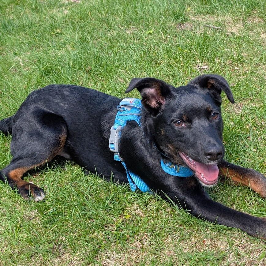 Enlarge Rico Suave, a Adoptable mixed breed in Crystal, MN image 3/6