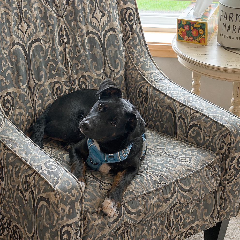Enlarge Rico Suave, a Adoptable mixed breed in Crystal, MN image 4/6