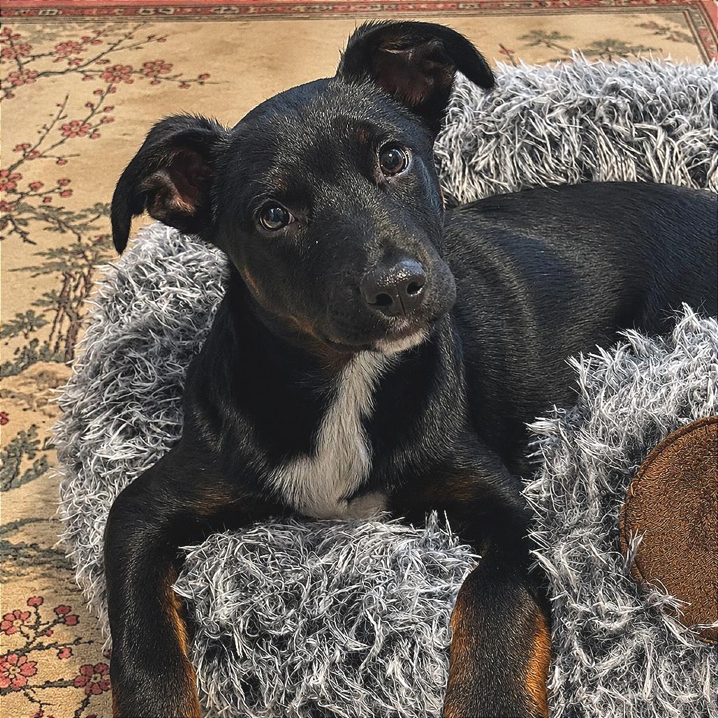 Enlarge Rico Suave, a Adoptable mixed breed in Crystal, MN image 5/6