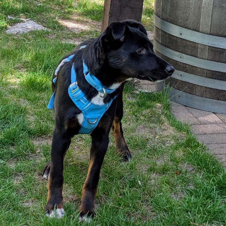 Enlarge Rico Suave, a Adoptable mixed breed in Crystal, MN image 6/6