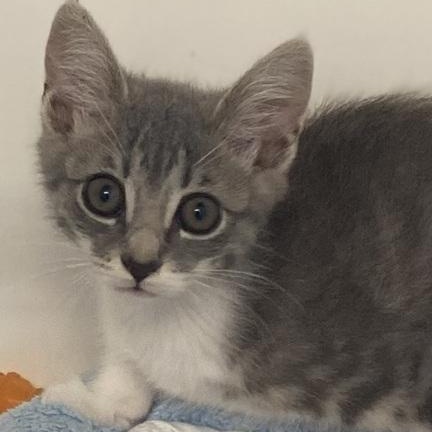 Nick, ADOPTABLE, Young Male Domestic Short Hair.